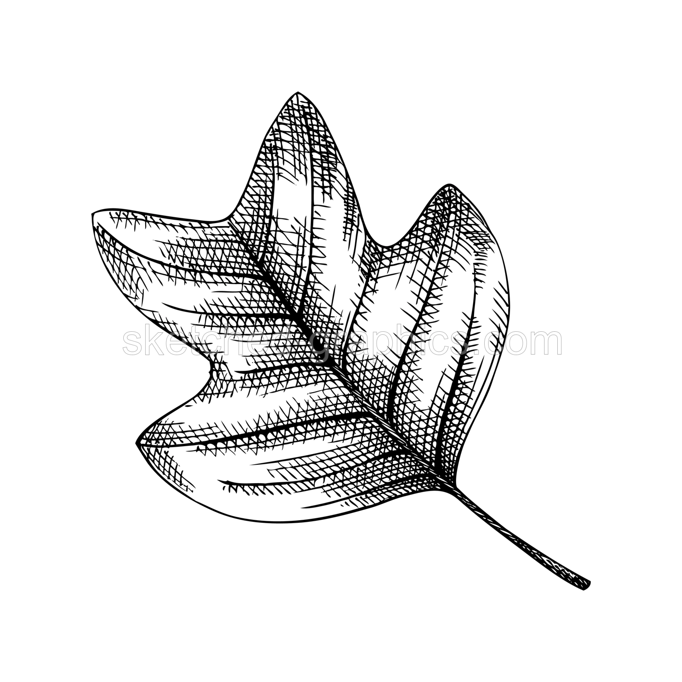 Decorative autumn leaf sketch. Tulip tree foliage drawing. Hand drawn botanical element in sketched style. Sketched  fall leaves illustrations. For Thanksgiving day design. Illustration